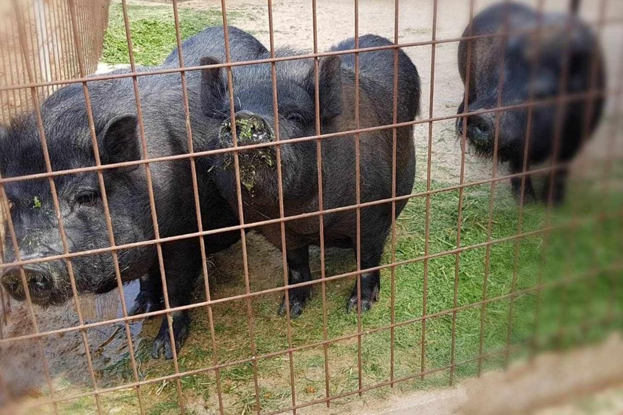 Casa Rural Finca Real De Niebla エクステリア 写真