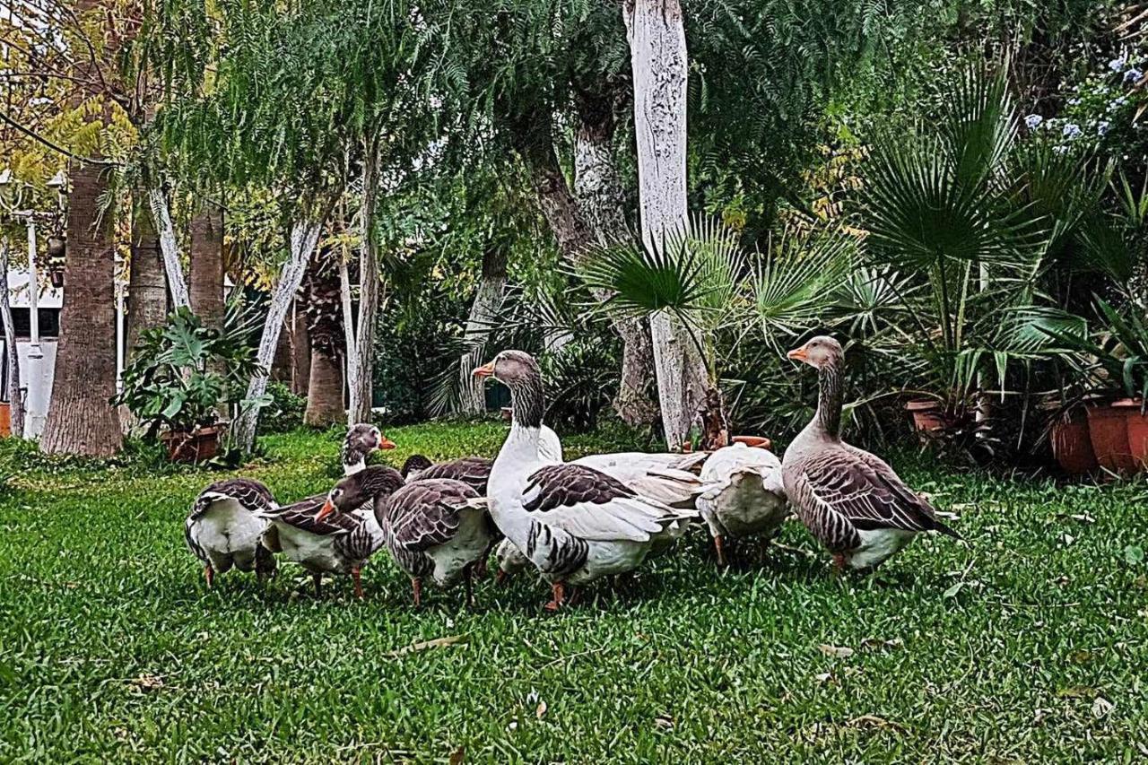 Casa Rural Finca Real De Nieblaゲストハウス エクステリア 写真